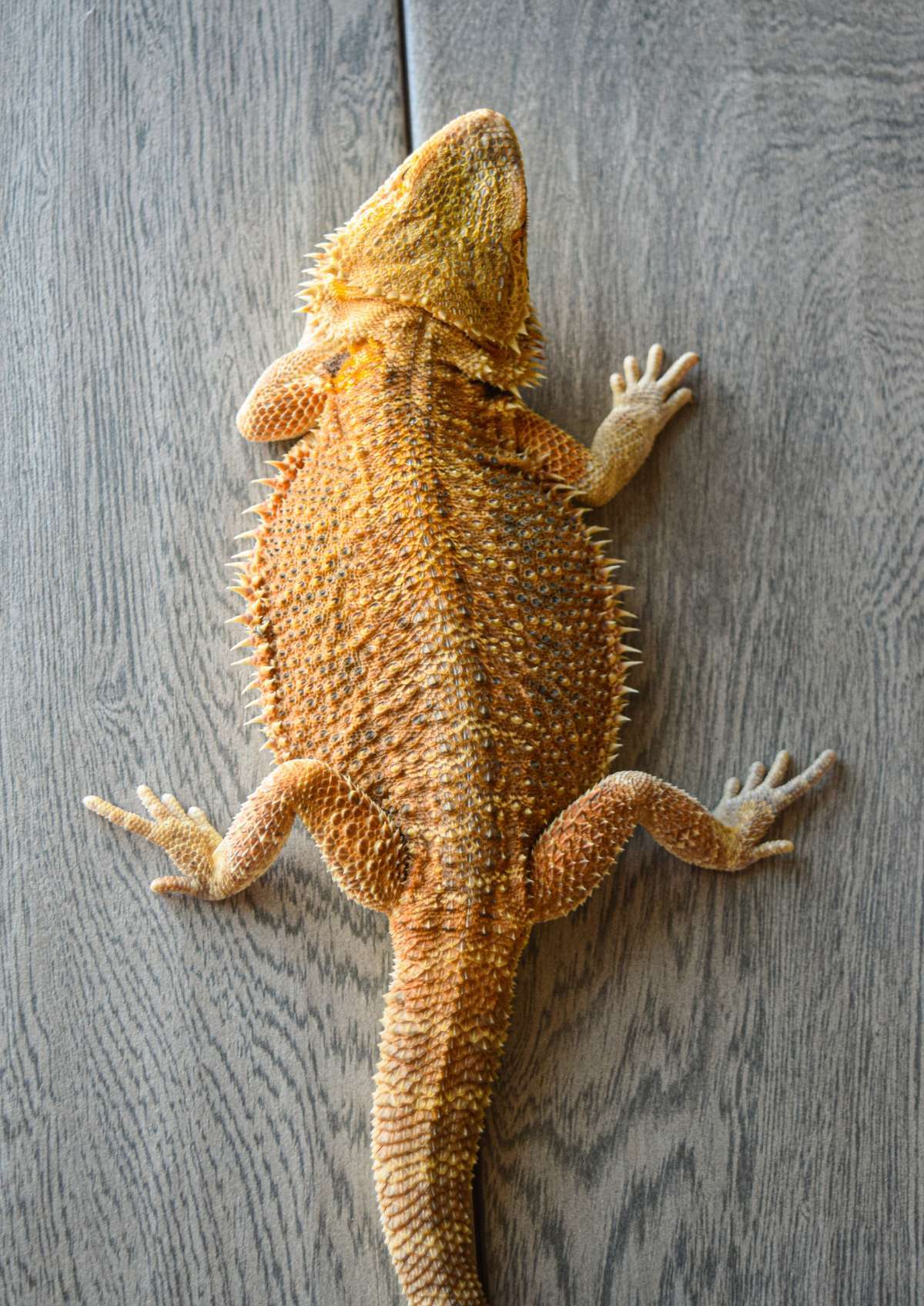 animal image