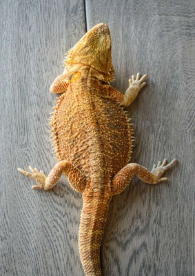 animal image