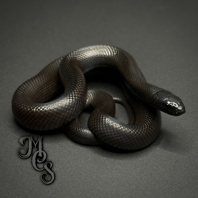 animal image