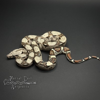animal image