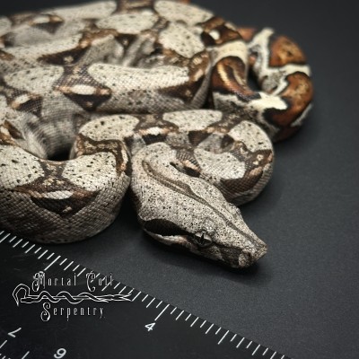 animal image