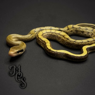 animal image