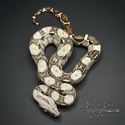 animal image