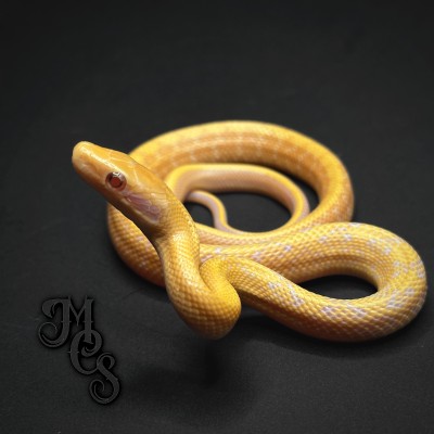 animal image
