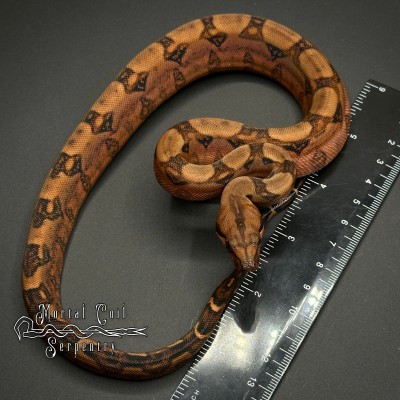 animal image