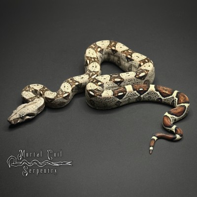 animal image