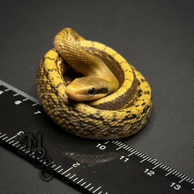 animal image
