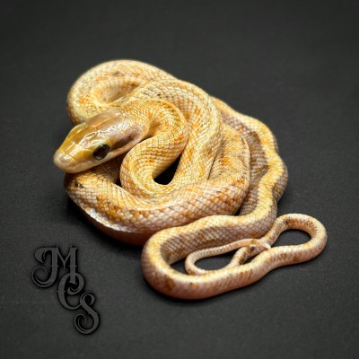 animal image