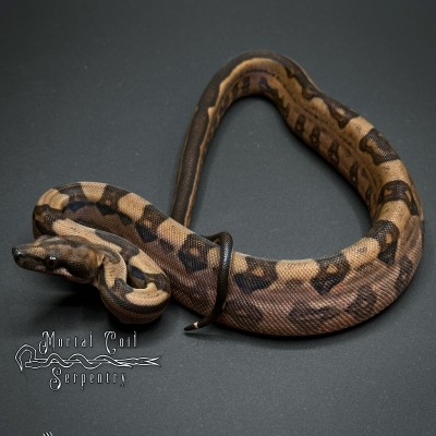 animal image
