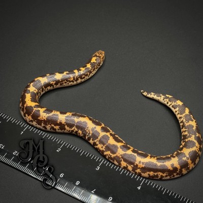 animal image
