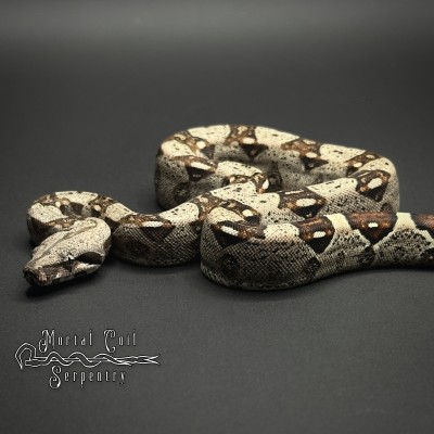 animal image