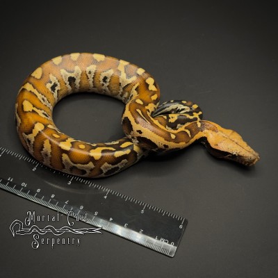 animal image