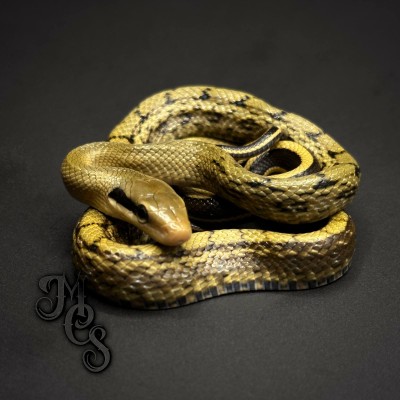 animal image