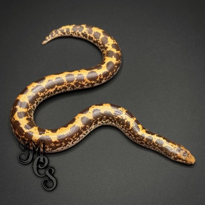 animal image