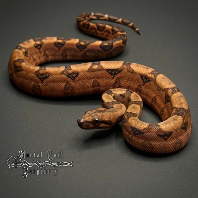 animal image