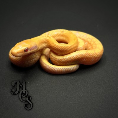 animal image