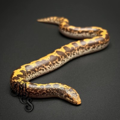 animal image