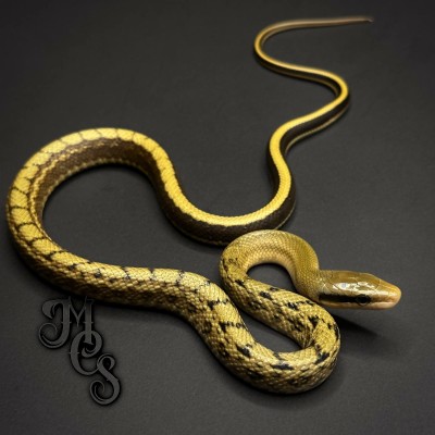 animal image