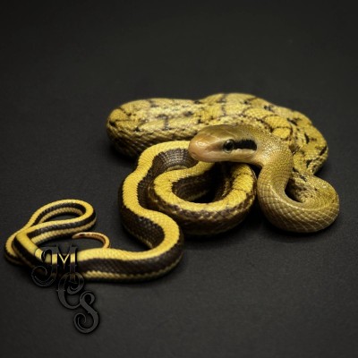 animal image