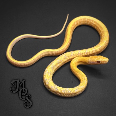 animal image