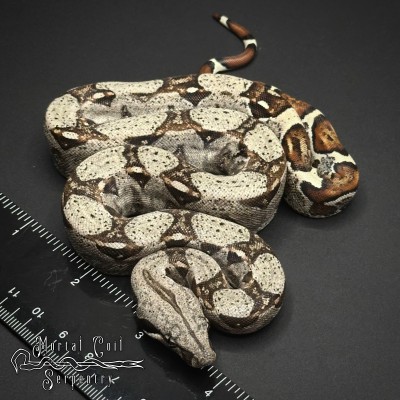 animal image