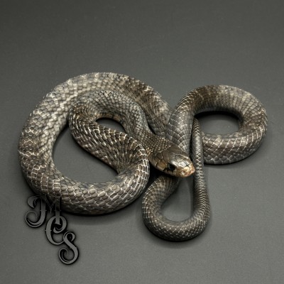 animal image