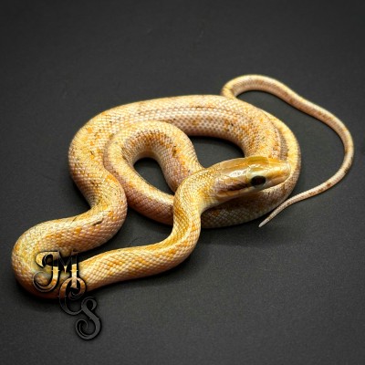 animal image
