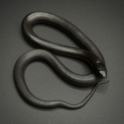 animal image