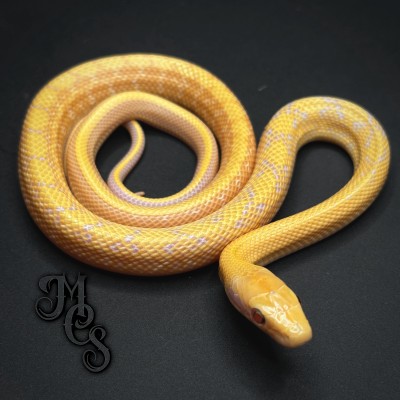 animal image