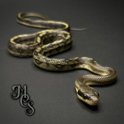 animal image