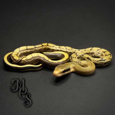 animal image