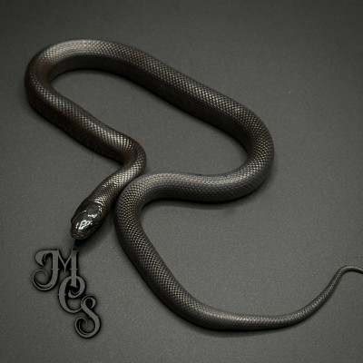animal image