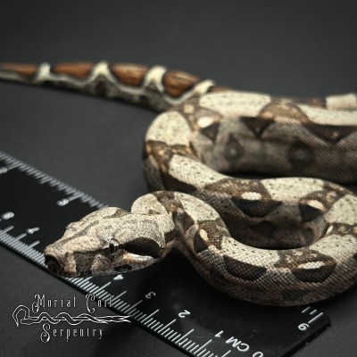 animal image