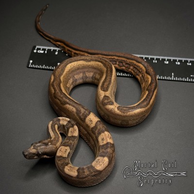 animal image
