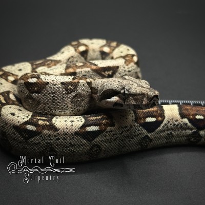 animal image