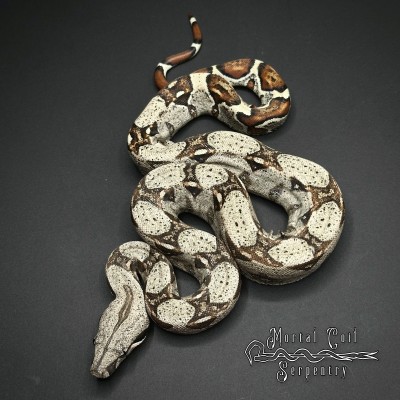 animal image