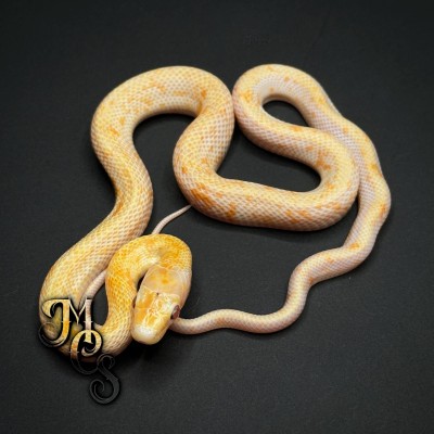 animal image