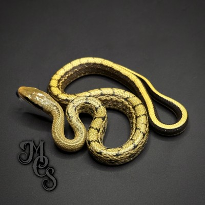 animal image