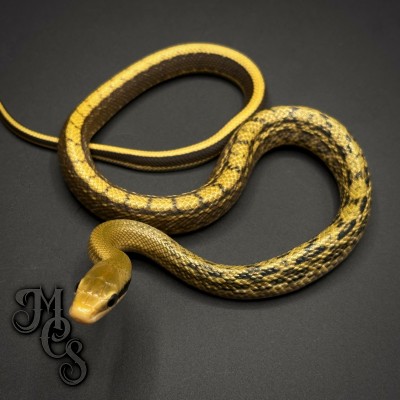 animal image