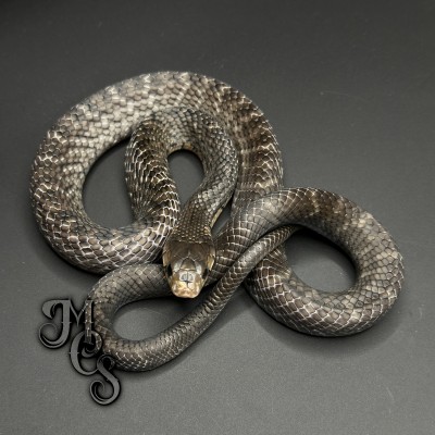 animal image