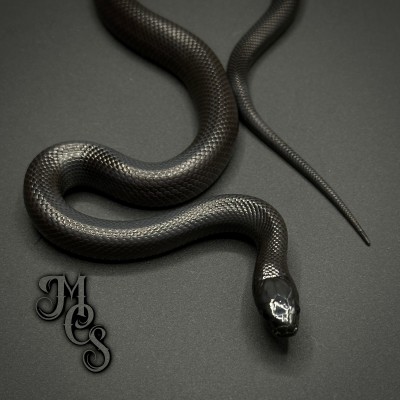 animal image