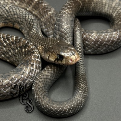 animal image
