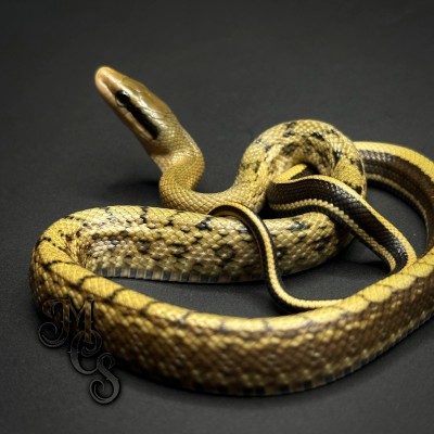 animal image