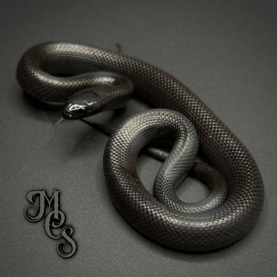 animal image