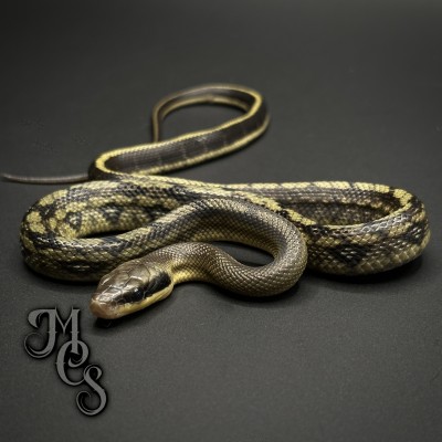 animal image