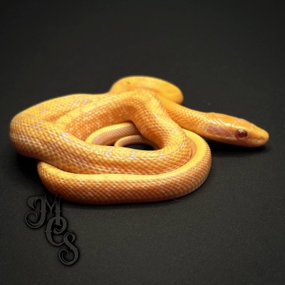 animal image