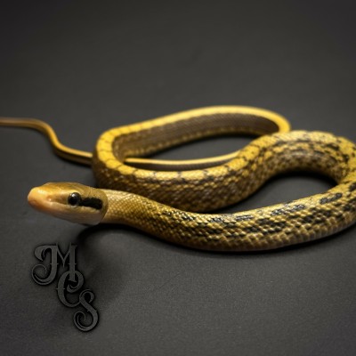animal image