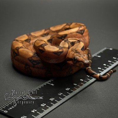 animal image