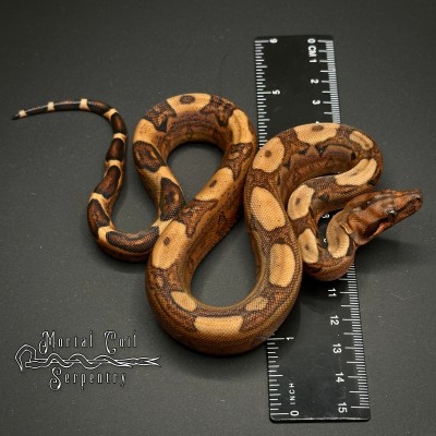 animal image