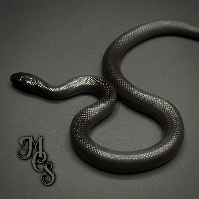 animal image